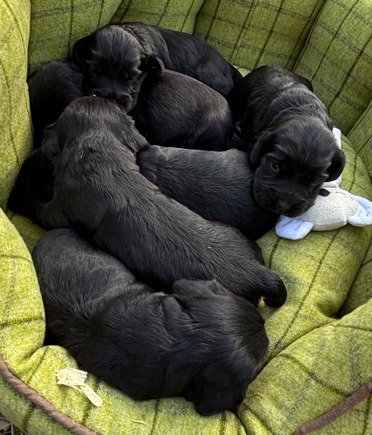 Chiot Cocker Spaniel Anglais des Etangs de Dame Blanche