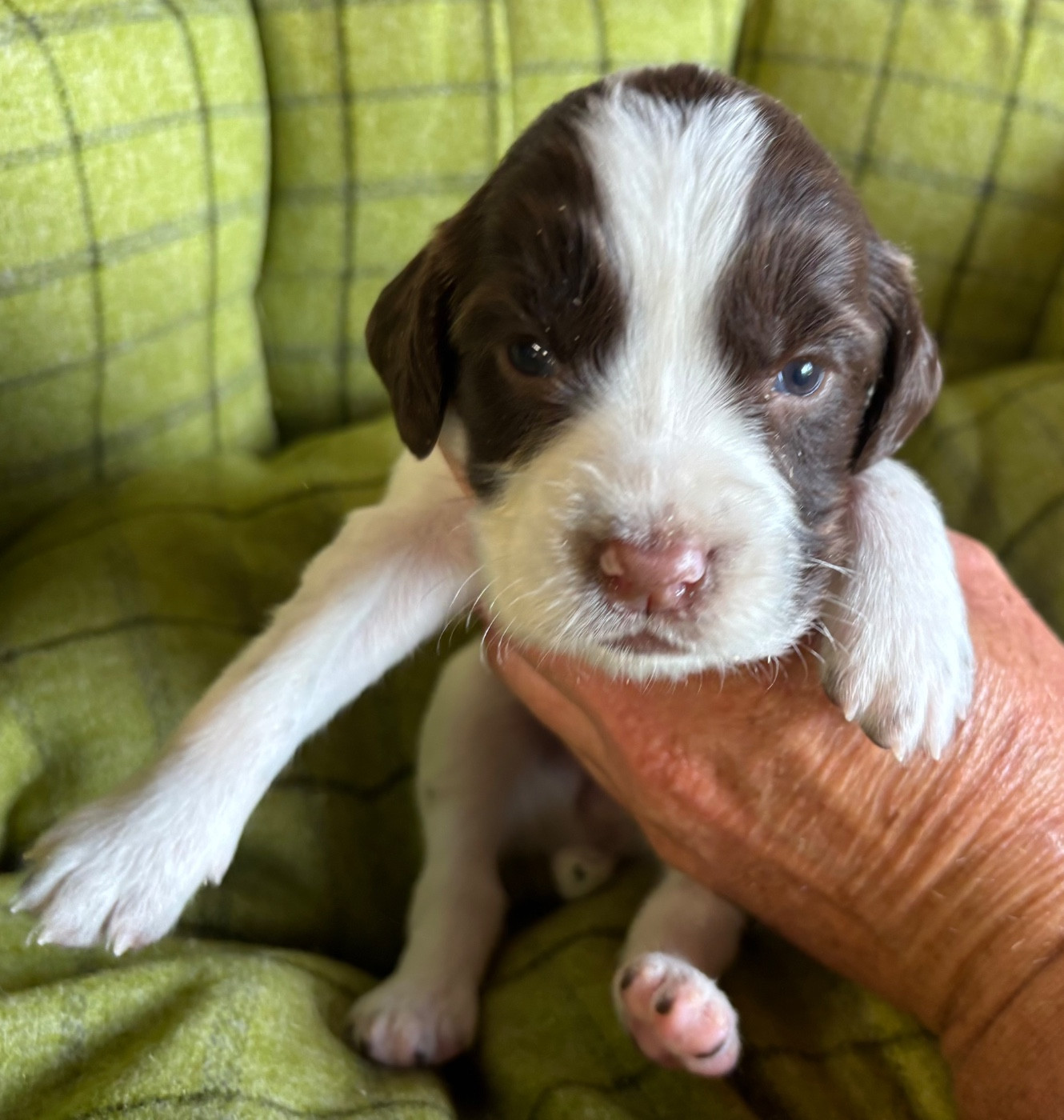 des Etangs de Dame Blanche - Chiots disponibles - English Springer Spaniel