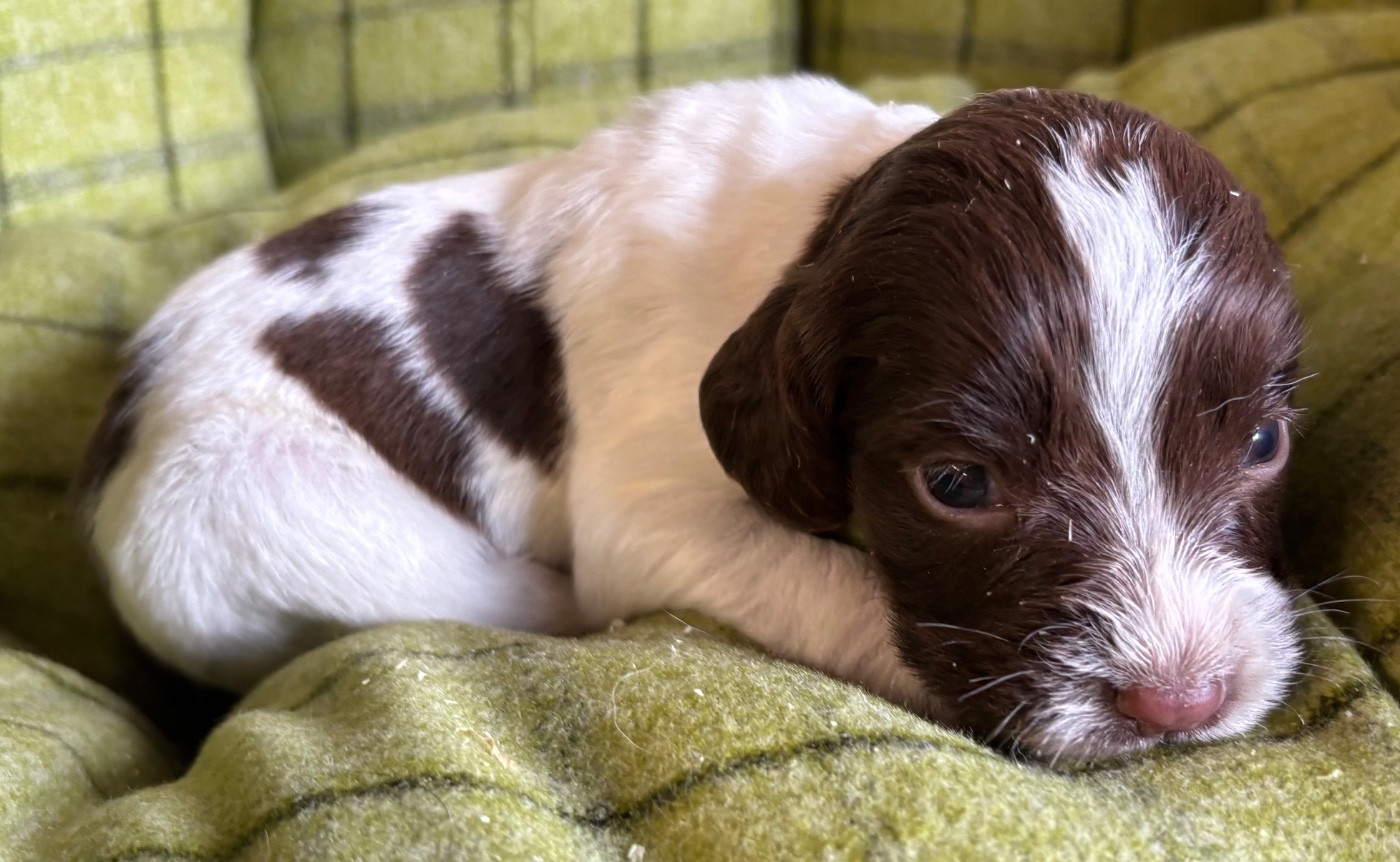 des Etangs de Dame Blanche - Chiots disponibles - English Springer Spaniel