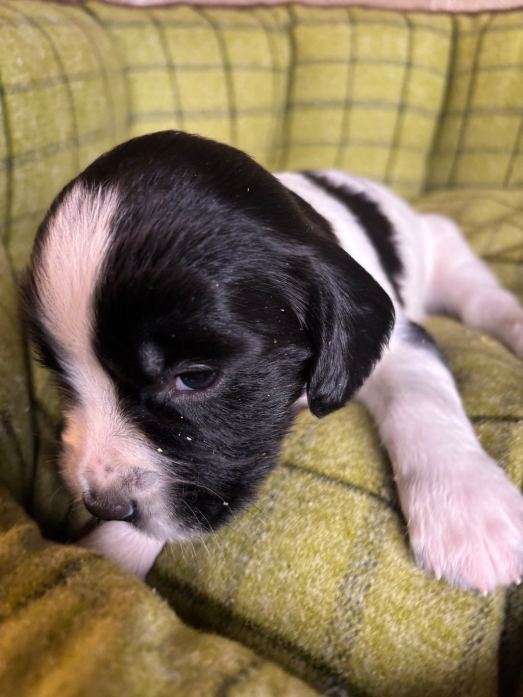 des Etangs de Dame Blanche - Chiots disponibles - English Springer Spaniel