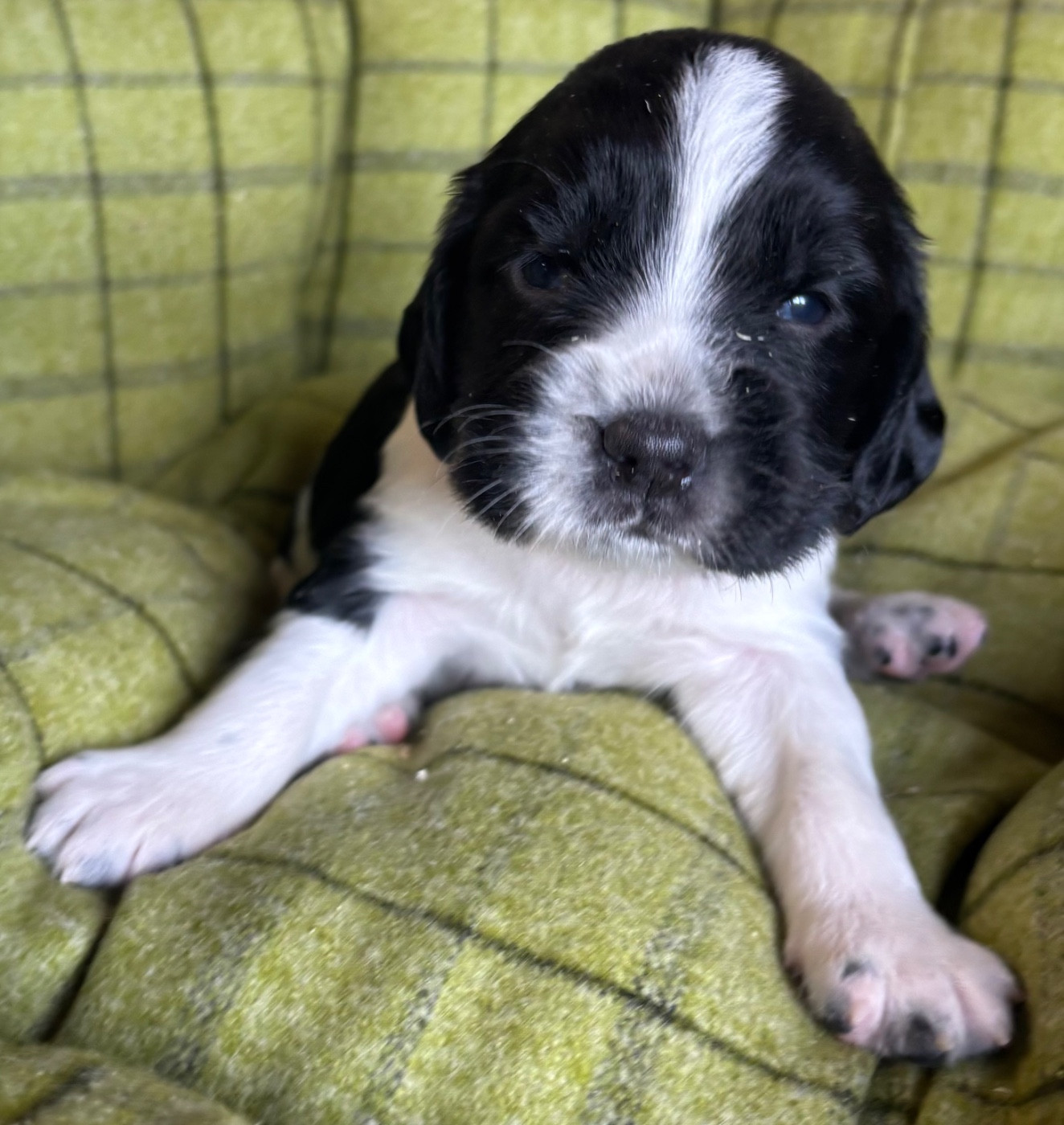 des Etangs de Dame Blanche - Chiots disponibles - English Springer Spaniel