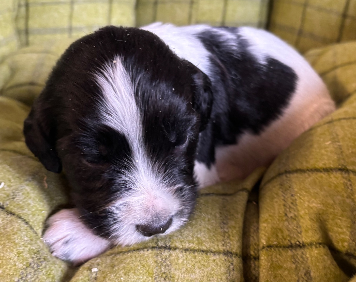 des Etangs de Dame Blanche - Chiots disponibles - English Springer Spaniel