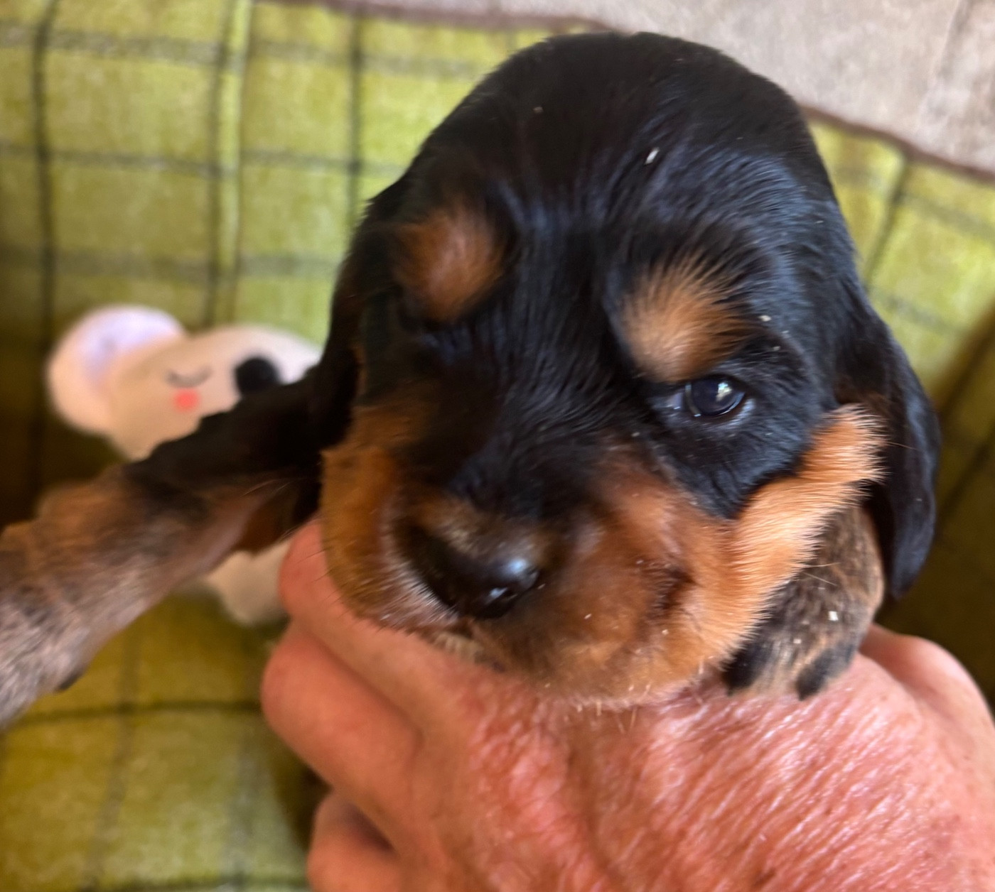 des Etangs de Dame Blanche - Chiots disponibles - Cocker Spaniel Anglais