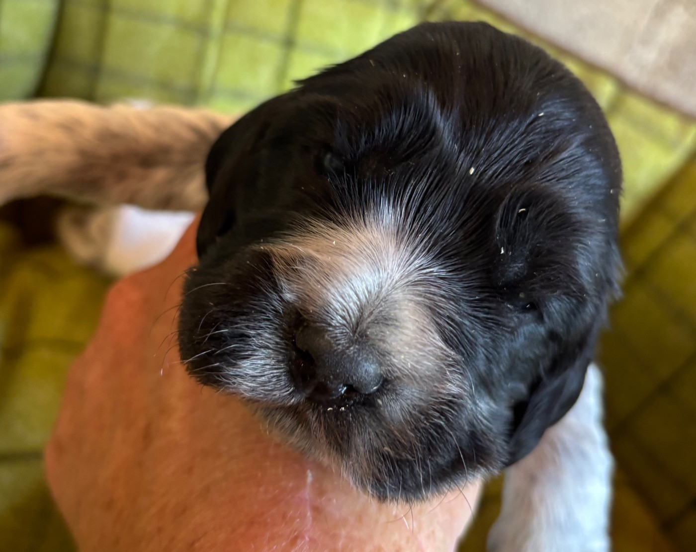 des Etangs de Dame Blanche - Chiots disponibles - Cocker Spaniel Anglais