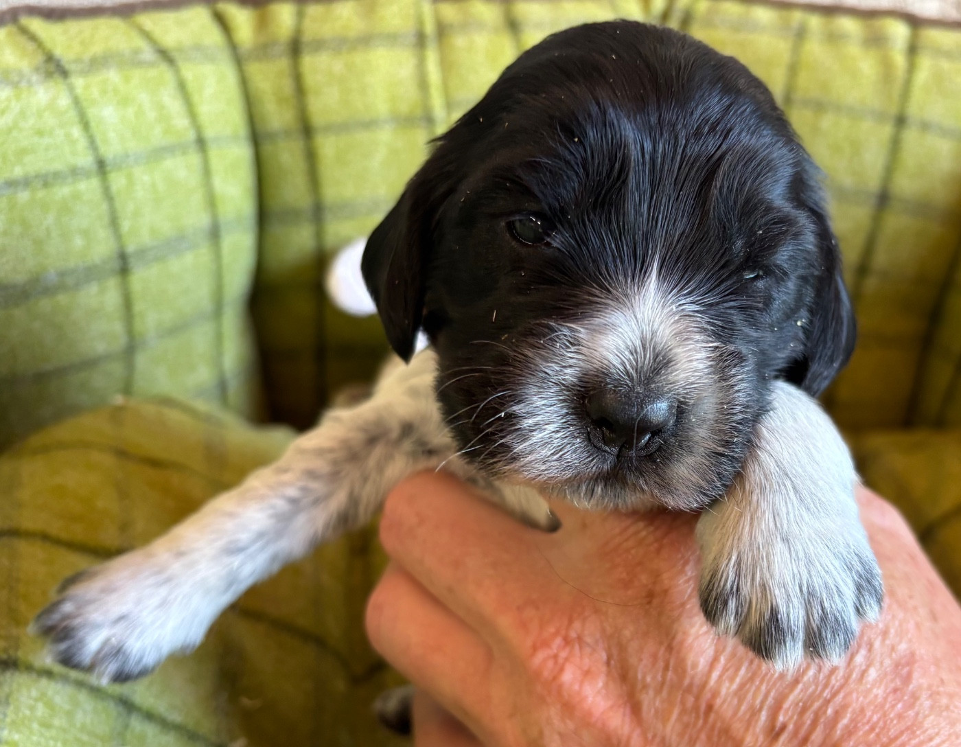 des Etangs de Dame Blanche - Chiots disponibles - Cocker Spaniel Anglais