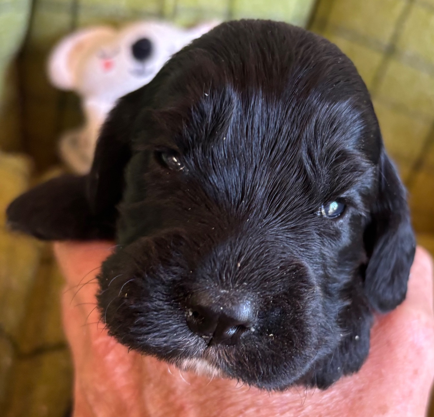 des Etangs de Dame Blanche - Chiots disponibles - Cocker Spaniel Anglais