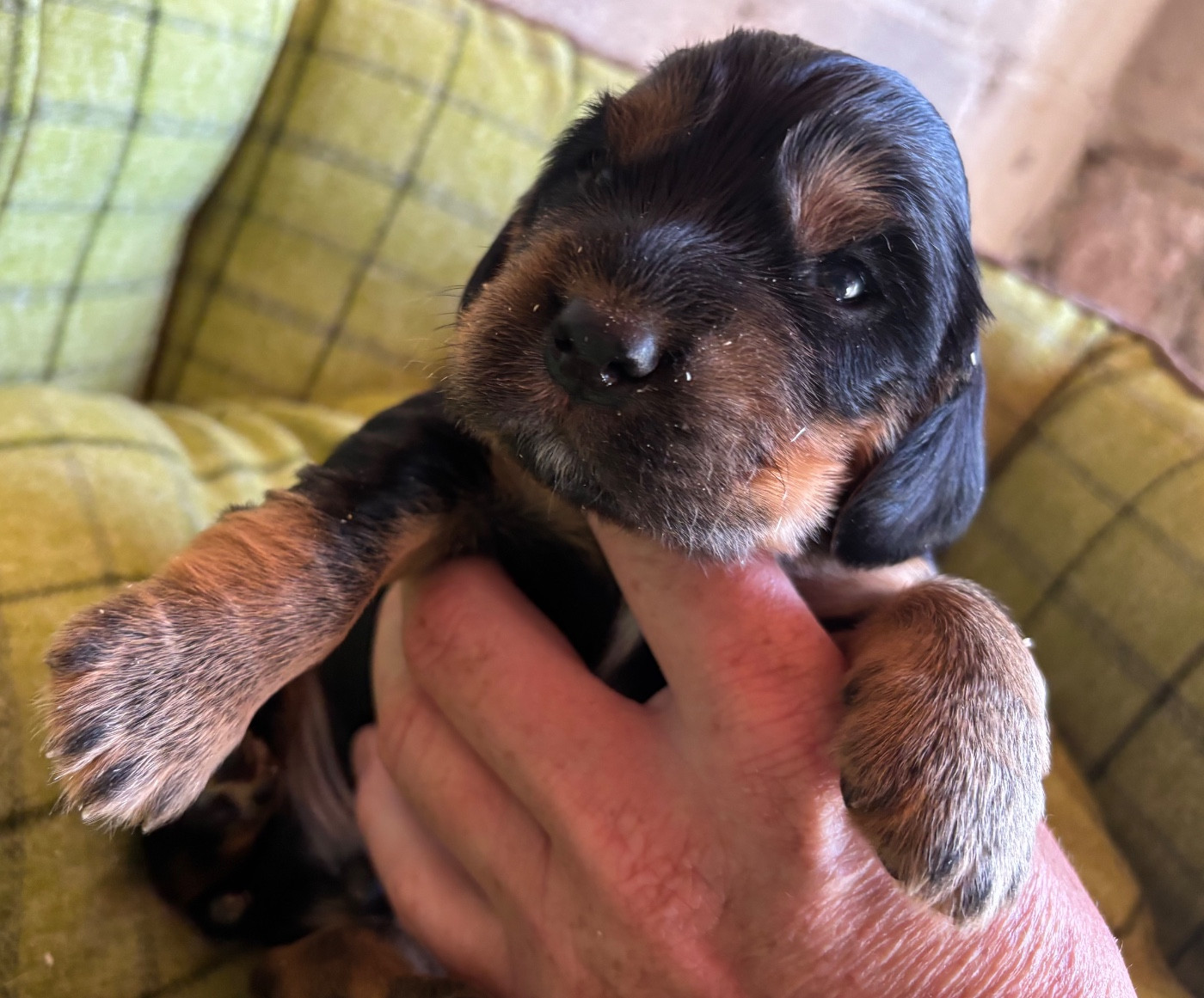 des Etangs de Dame Blanche - Chiots disponibles - Cocker Spaniel Anglais