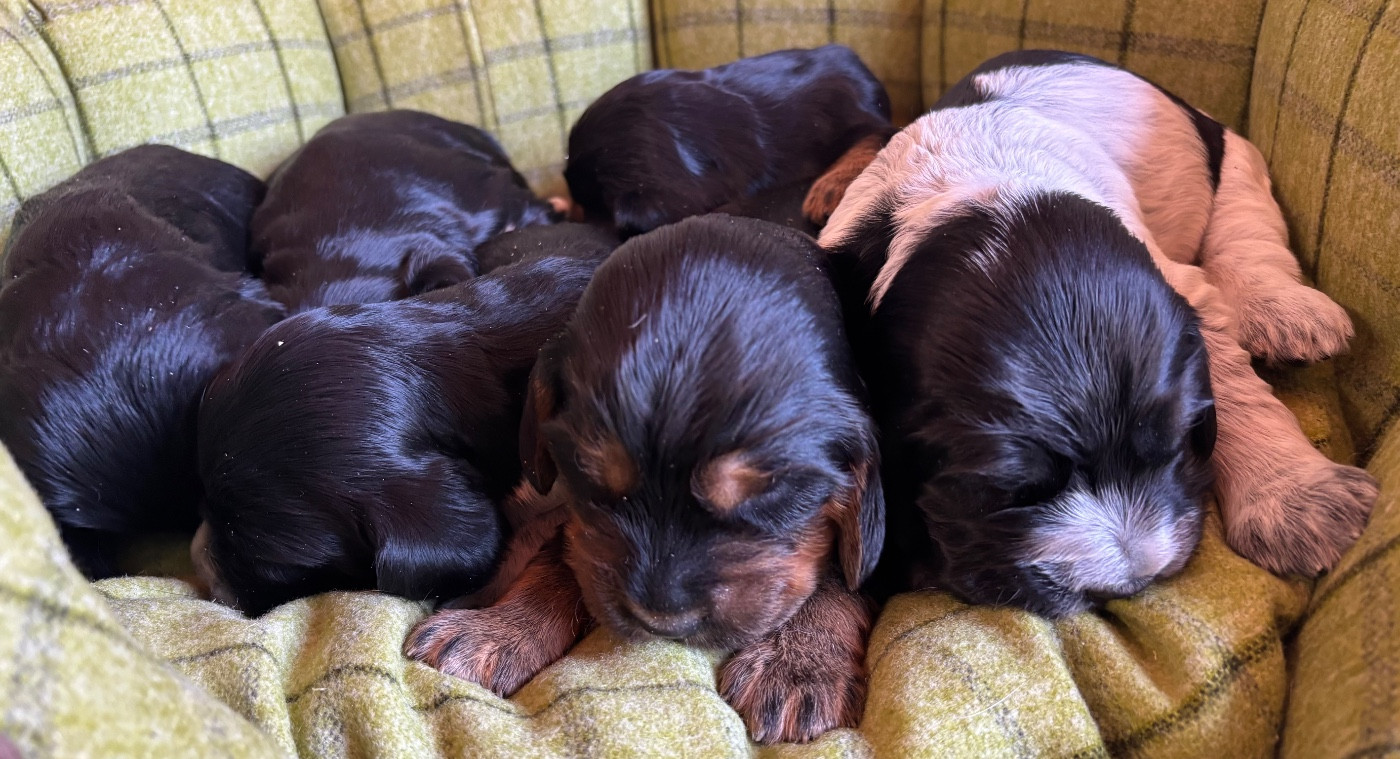 Chiot Cocker Spaniel Anglais des Etangs de Dame Blanche