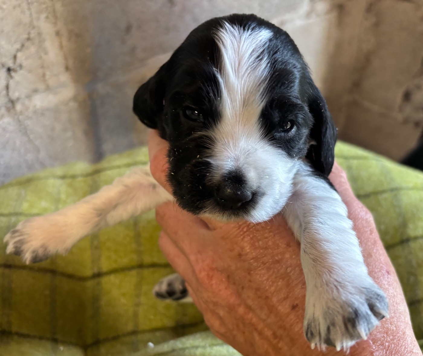 des Etangs de Dame Blanche - Chiots disponibles - Cocker Spaniel Anglais