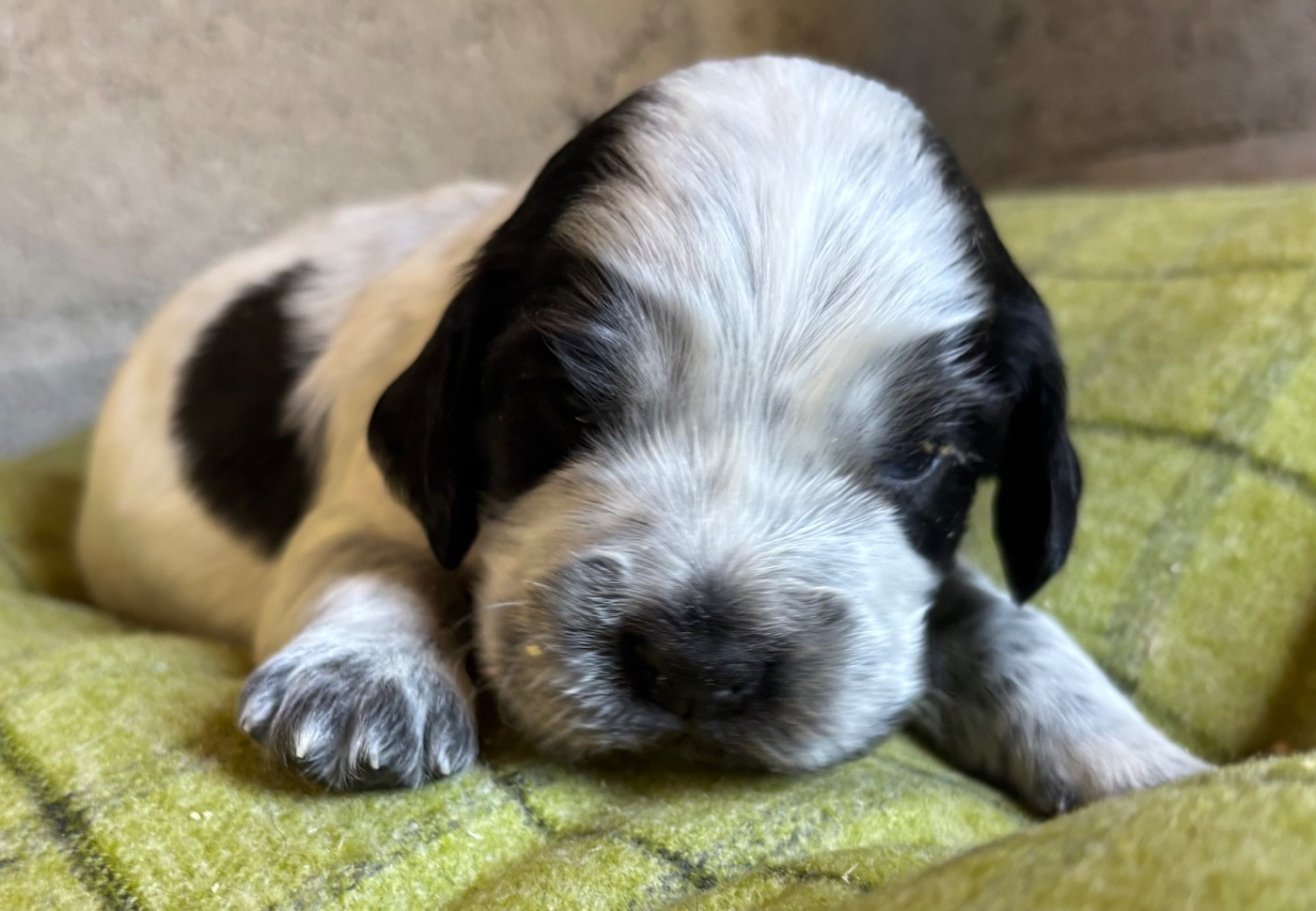 des Etangs de Dame Blanche - Chiots disponibles - Cocker Spaniel Anglais