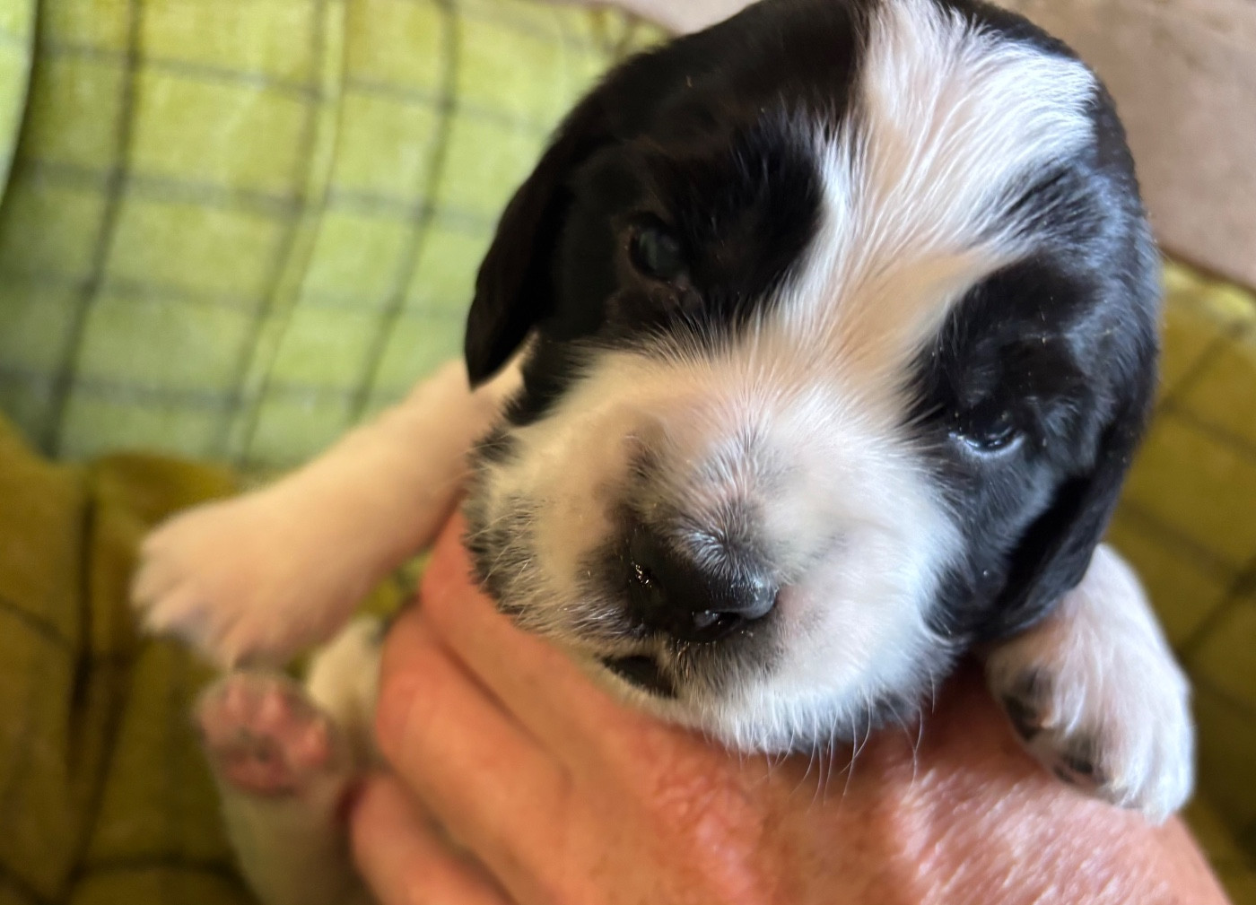 des Etangs de Dame Blanche - Chiots disponibles - Cocker Spaniel Anglais
