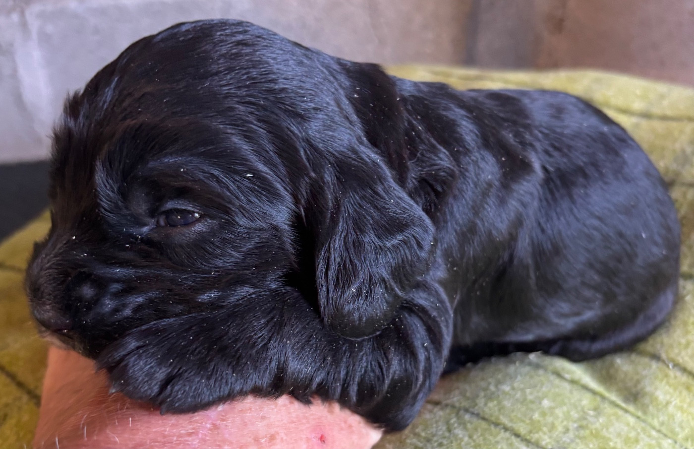 des Etangs de Dame Blanche - Chiots disponibles - Cocker Spaniel Anglais
