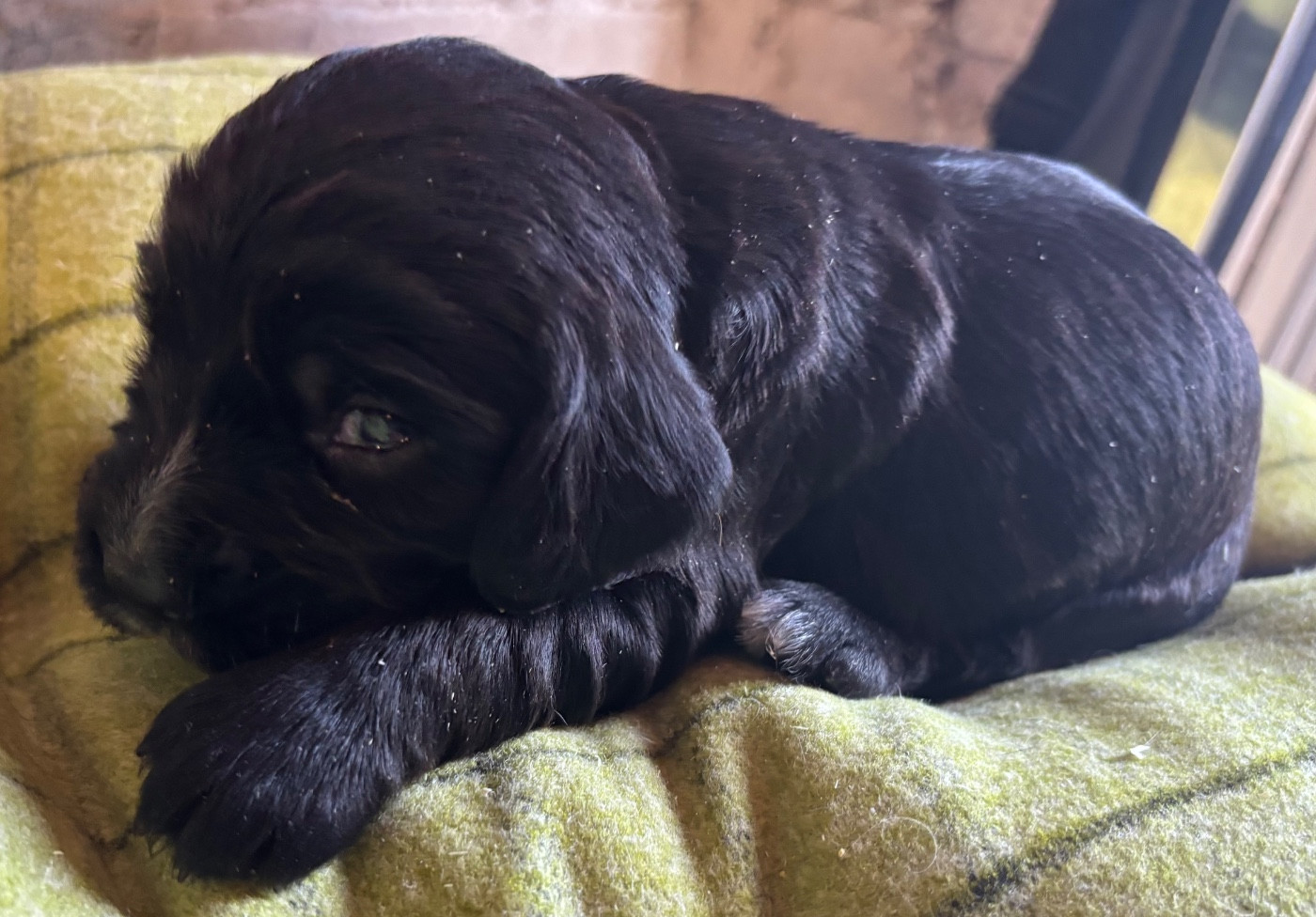 des Etangs de Dame Blanche - Chiots disponibles - Cocker Spaniel Anglais