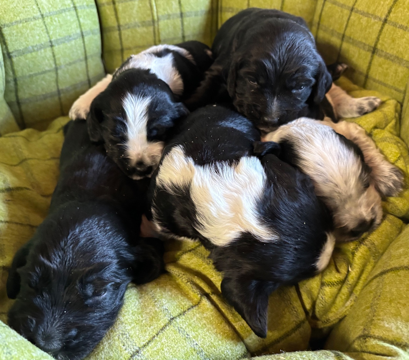 Chiot Cocker Spaniel Anglais des Etangs de Dame Blanche