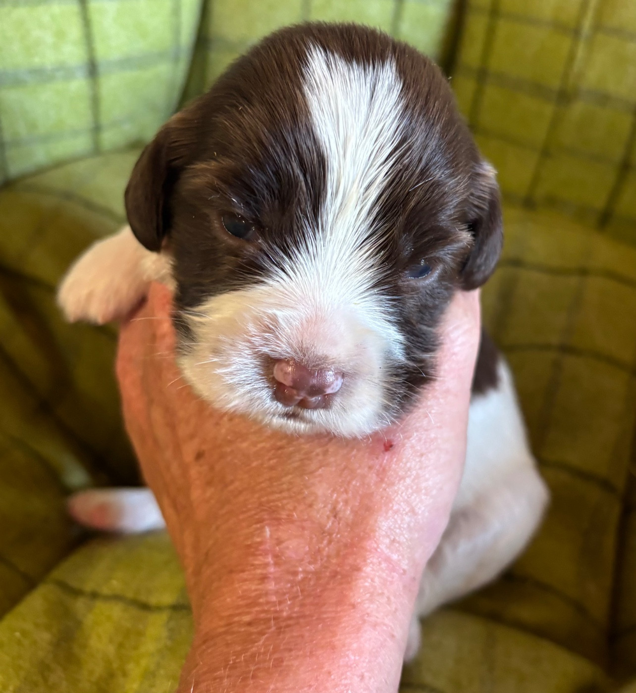 des Etangs de Dame Blanche - Chiots disponibles - English Springer Spaniel