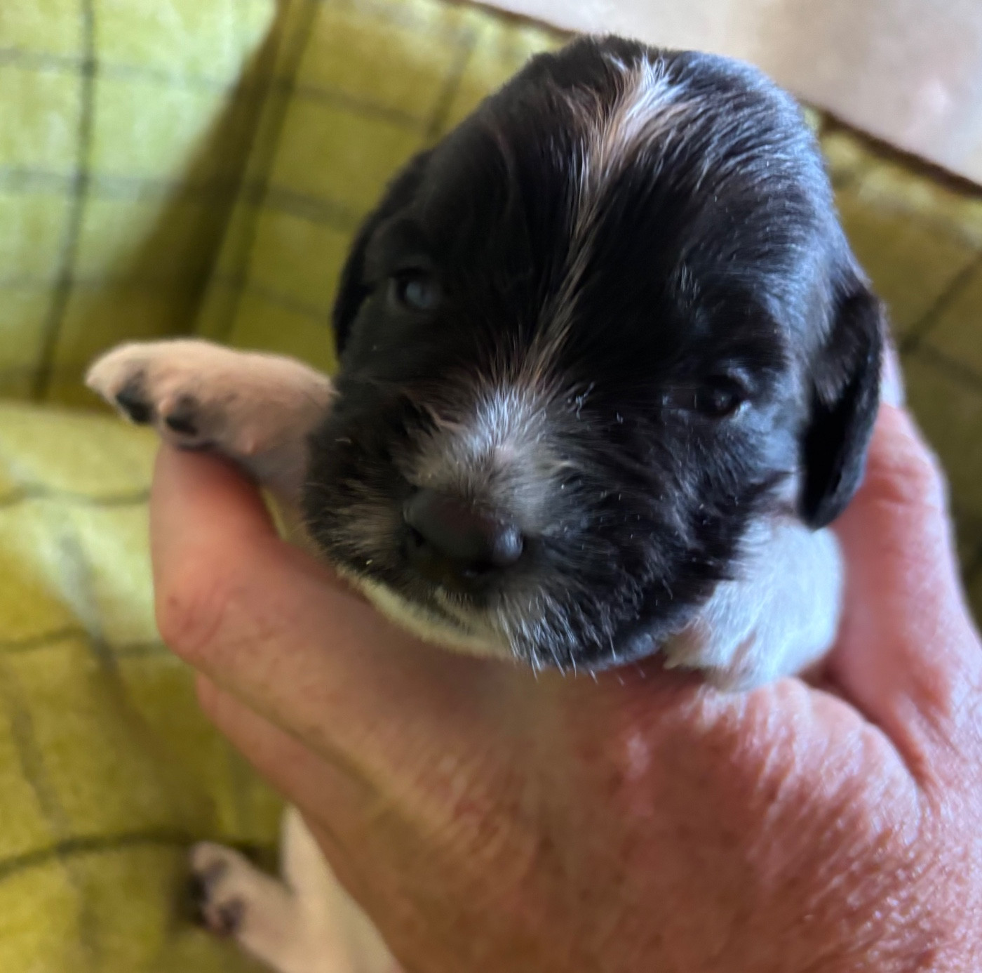 des Etangs de Dame Blanche - Chiots disponibles - English Springer Spaniel