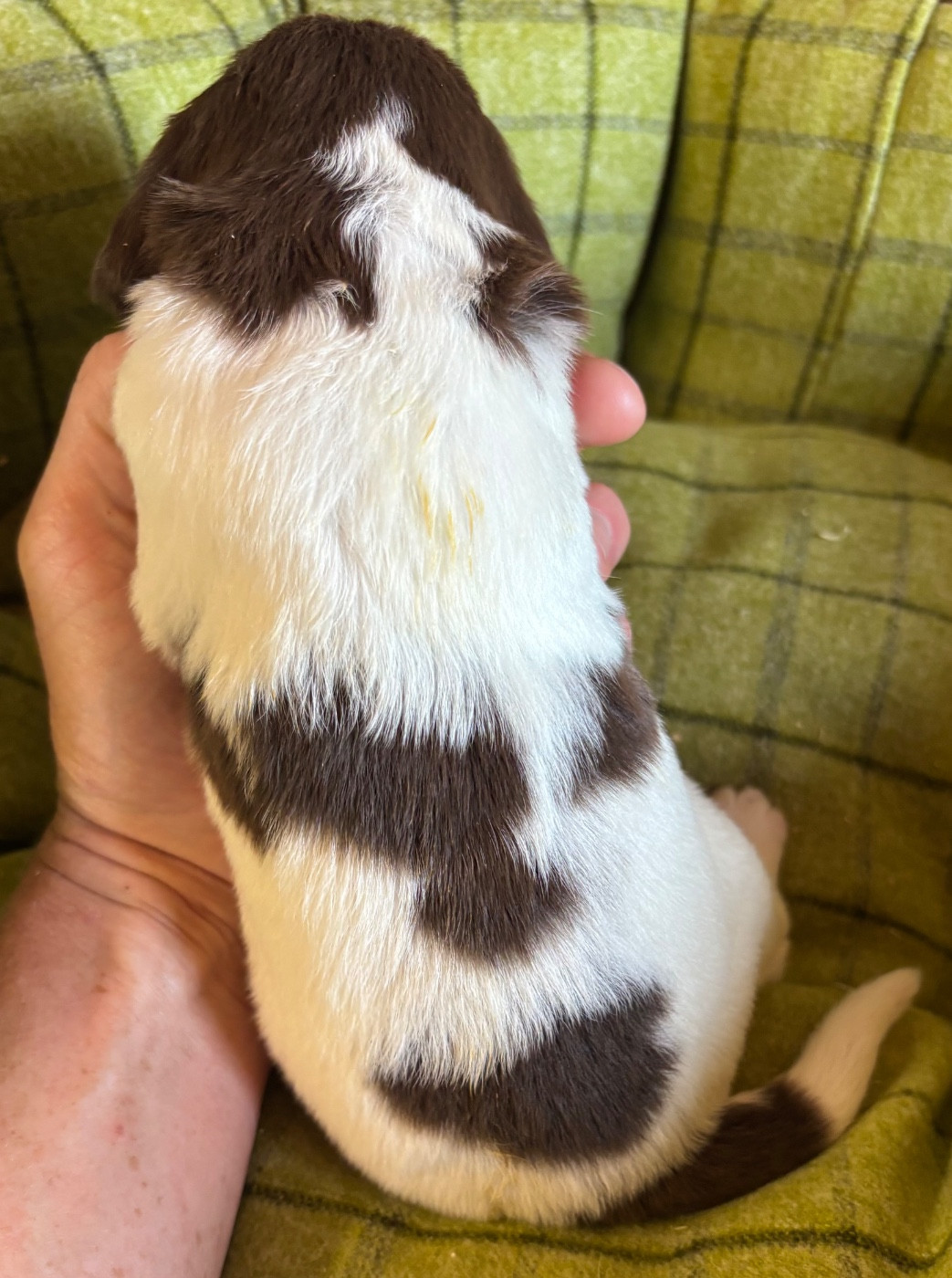 des Etangs de Dame Blanche - Chiots disponibles - English Springer Spaniel
