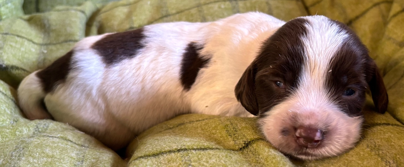 des Etangs de Dame Blanche - Chiots disponibles - English Springer Spaniel