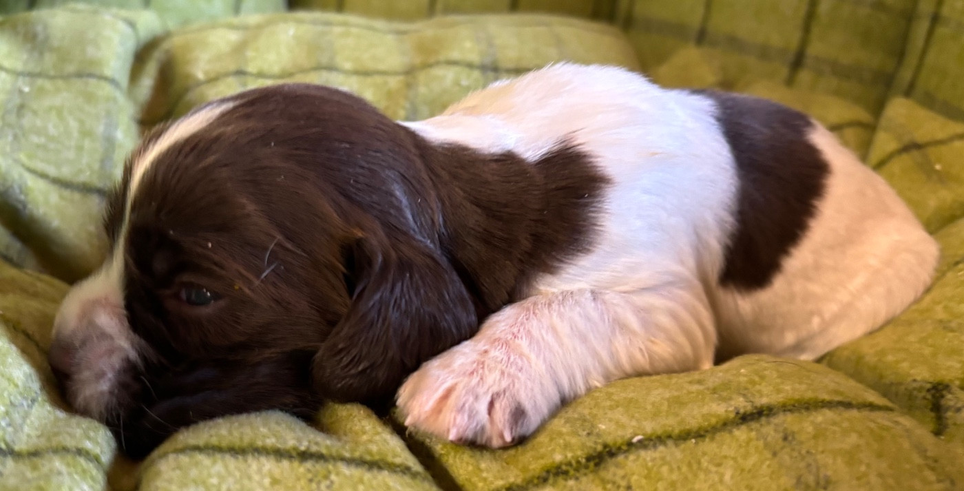 des Etangs de Dame Blanche - Chiots disponibles - English Springer Spaniel