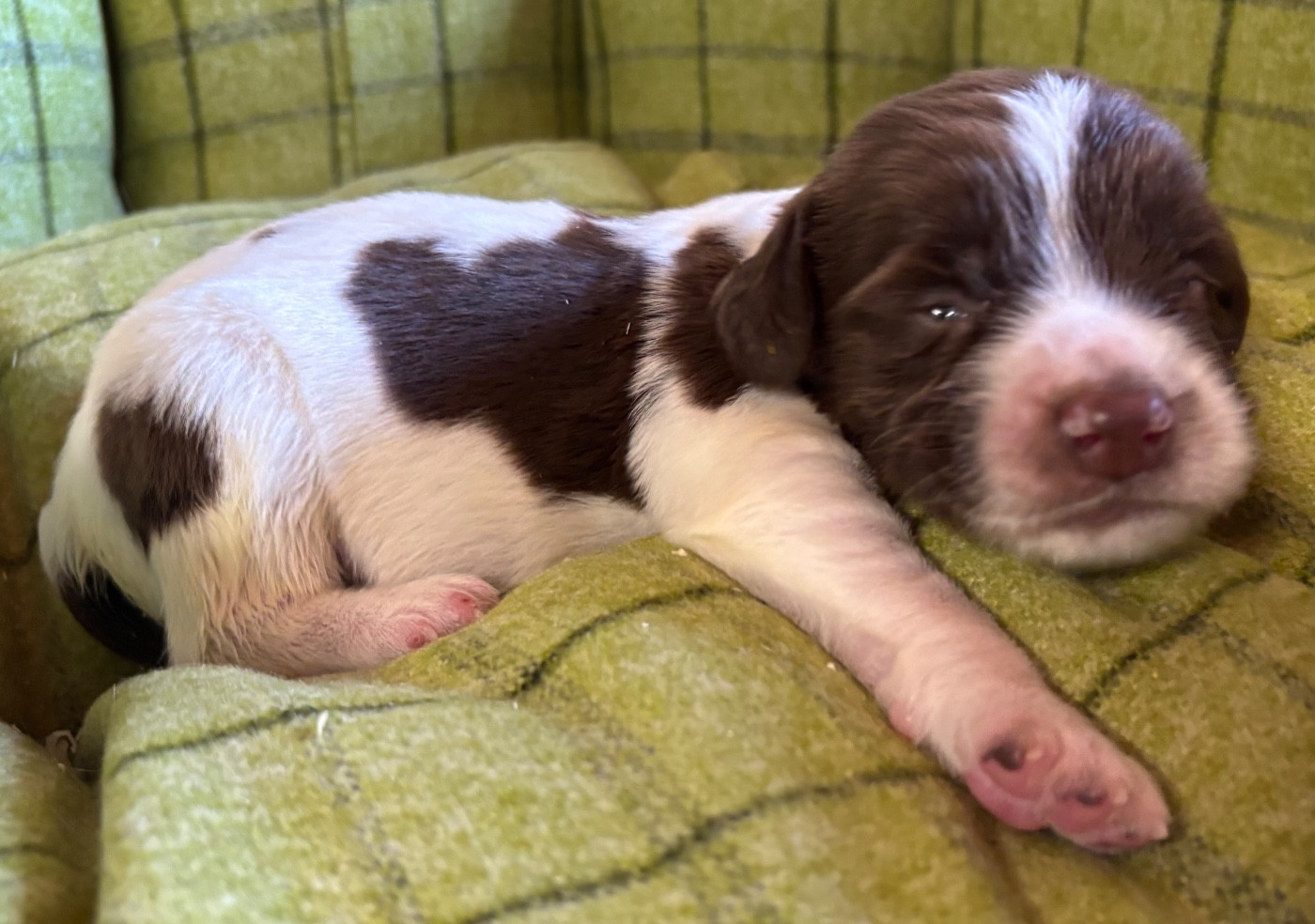 des Etangs de Dame Blanche - Chiots disponibles - English Springer Spaniel
