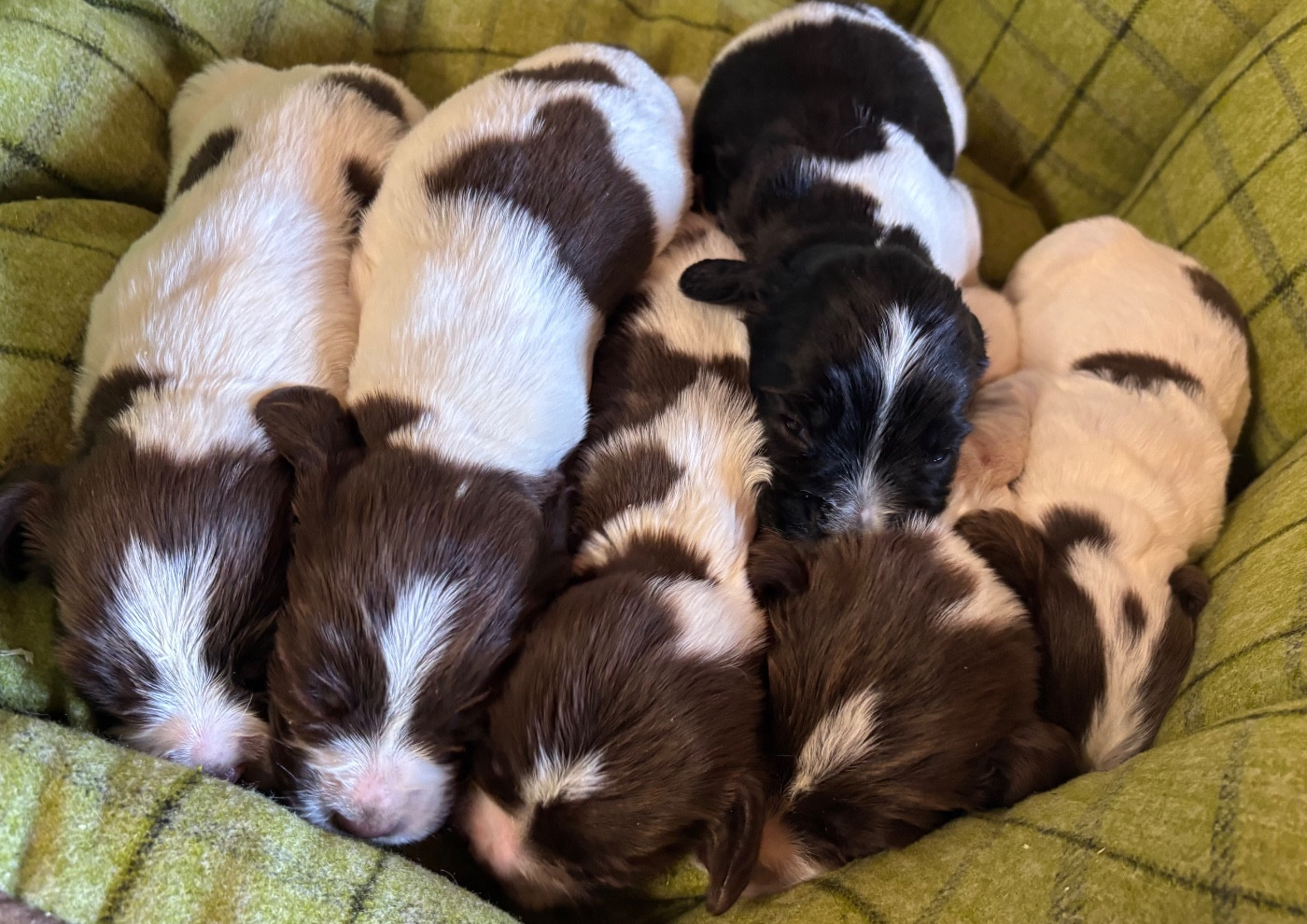 Chiot English Springer Spaniel des Etangs de Dame Blanche