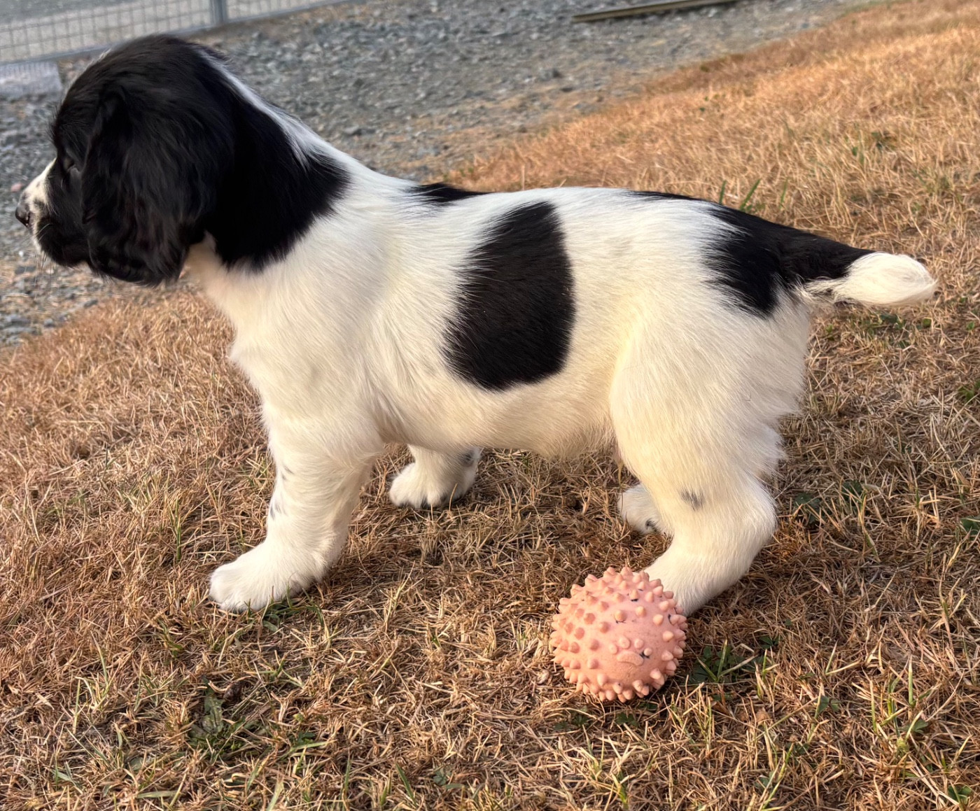 des Etangs de Dame Blanche - Chiots disponibles - English Springer Spaniel