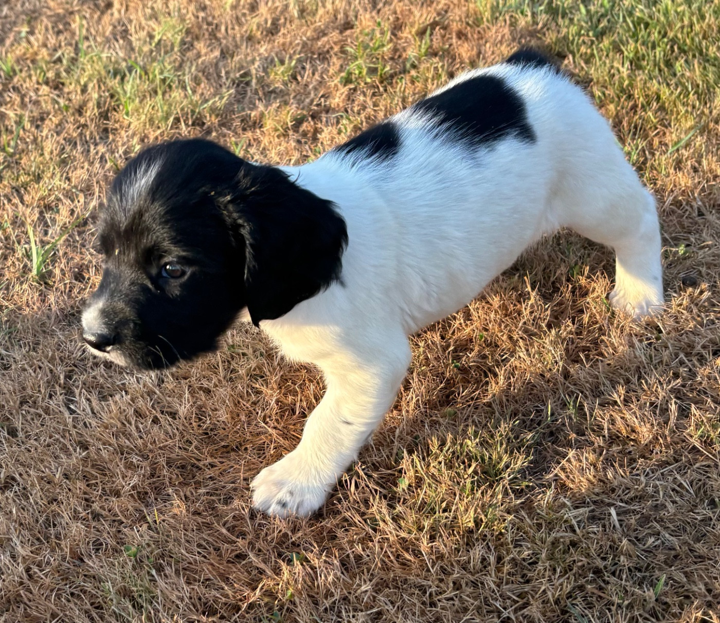 des Etangs de Dame Blanche - Chiots disponibles - English Springer Spaniel