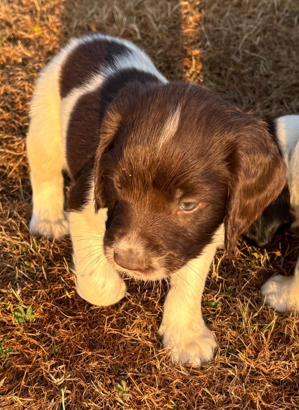 des Etangs de Dame Blanche - Chiots disponibles - English Springer Spaniel