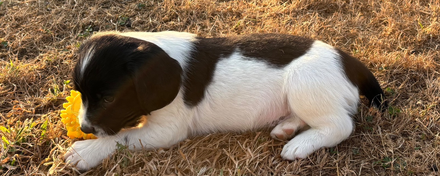 des Etangs de Dame Blanche - Chiots disponibles - English Springer Spaniel
