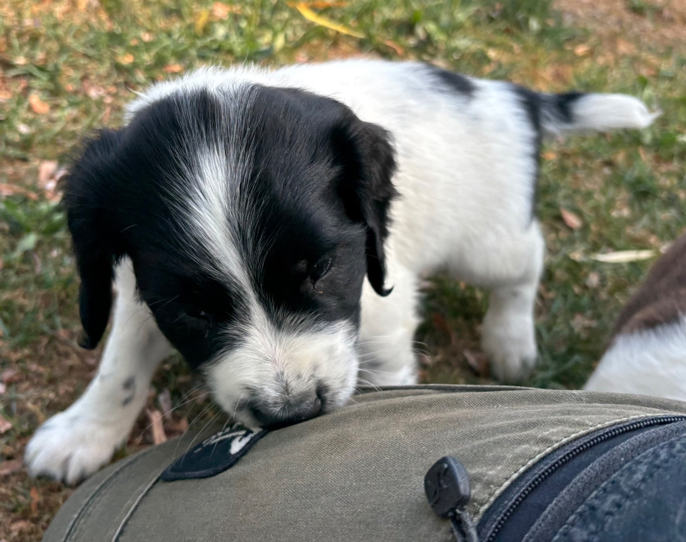 des Etangs de Dame Blanche - Chiots disponibles - English Springer Spaniel