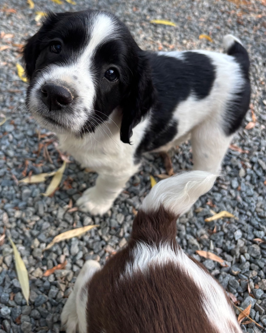 des Etangs de Dame Blanche - Chiots disponibles - English Springer Spaniel