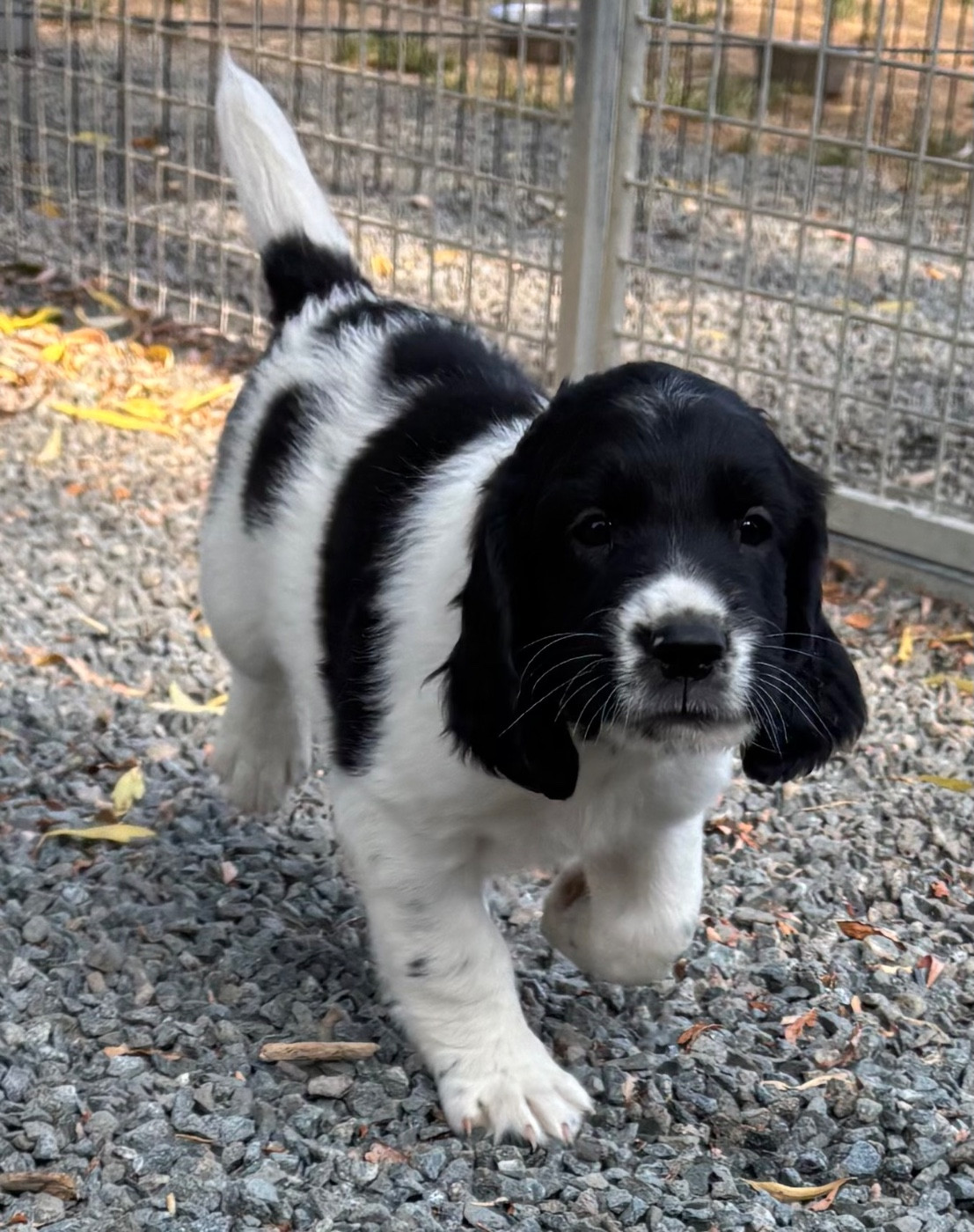 des Etangs de Dame Blanche - Chiots disponibles - English Springer Spaniel