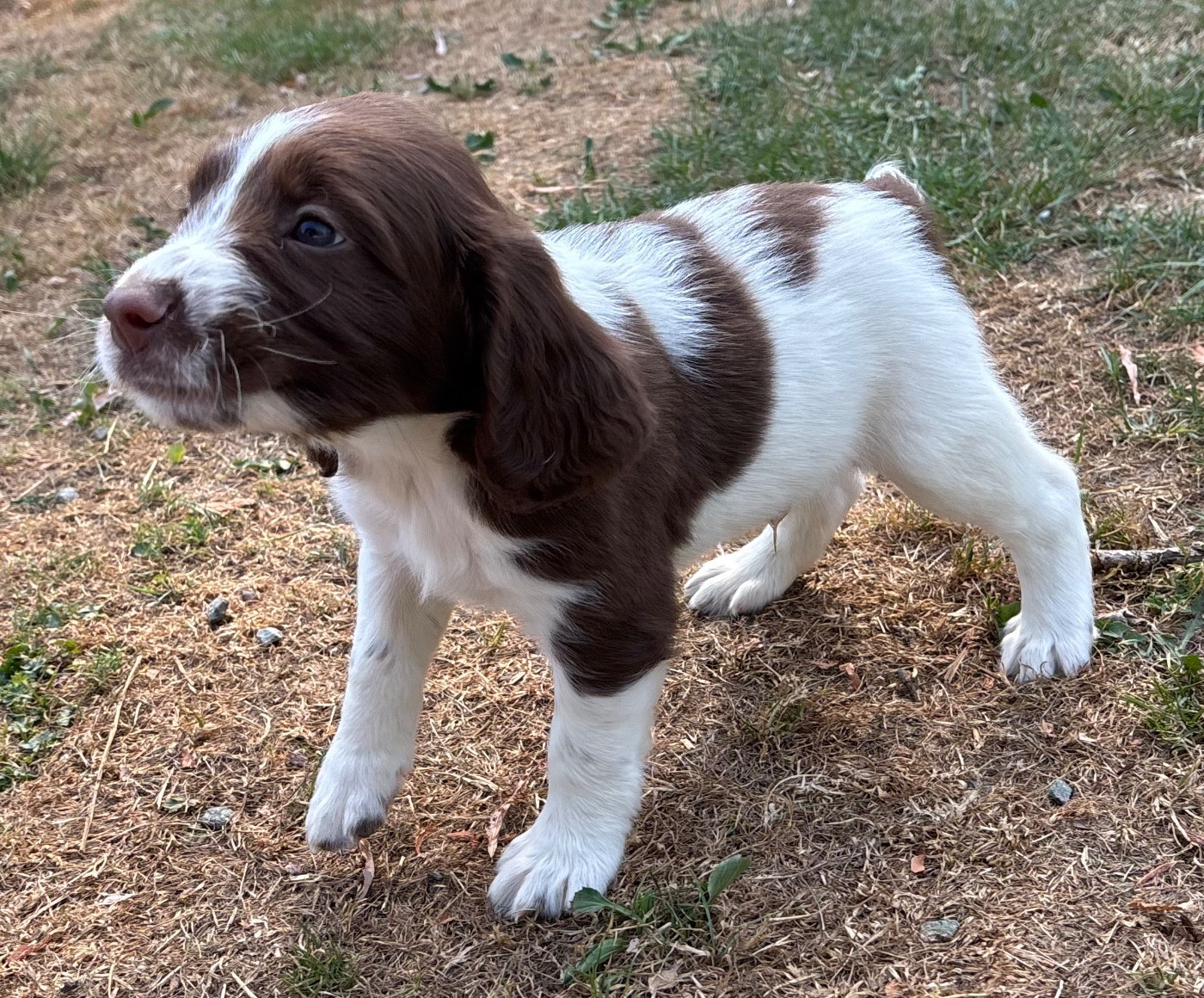 des Etangs de Dame Blanche - Chiots disponibles - English Springer Spaniel