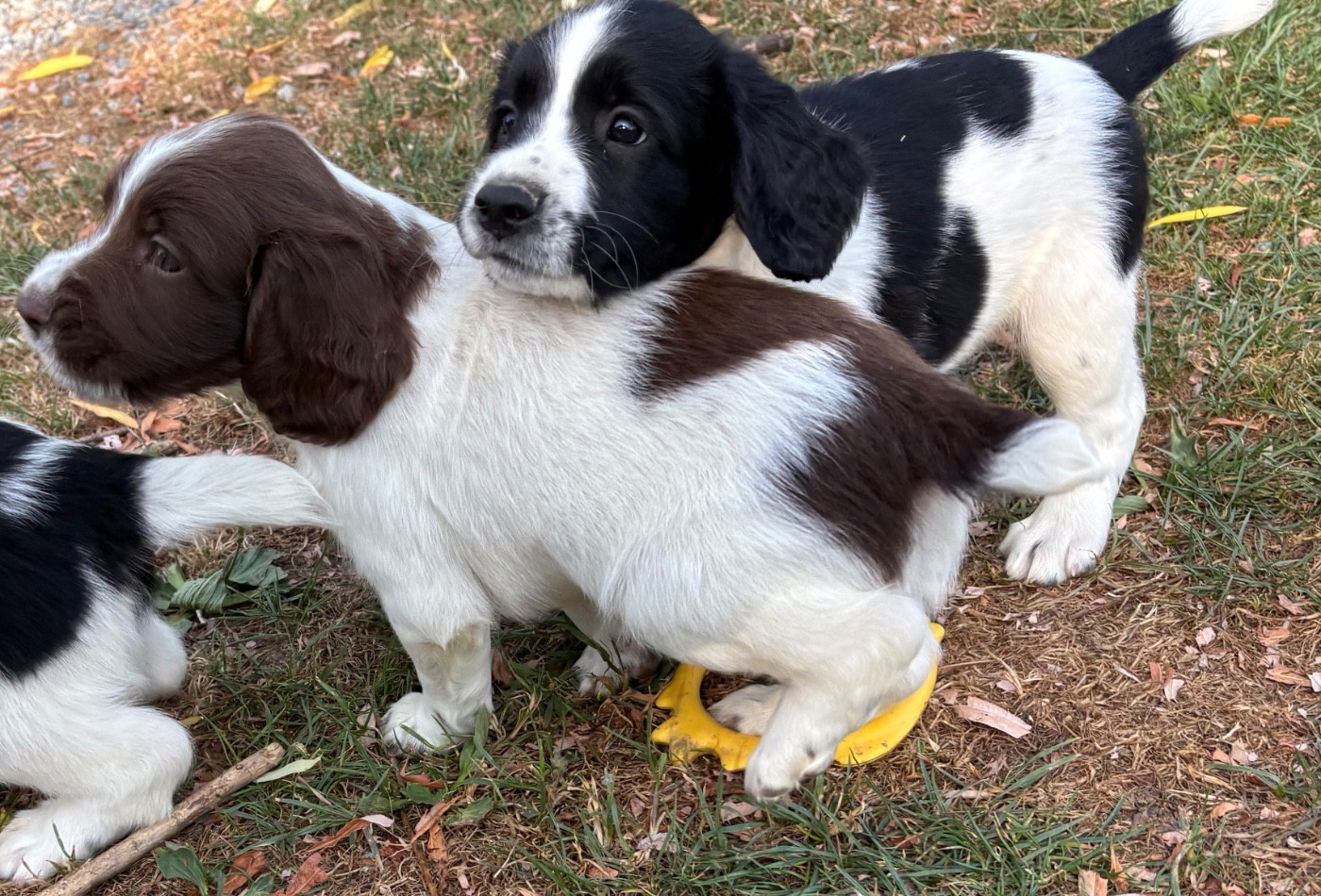des Etangs de Dame Blanche - English Springer Spaniel - Portée née le 19/05/2026