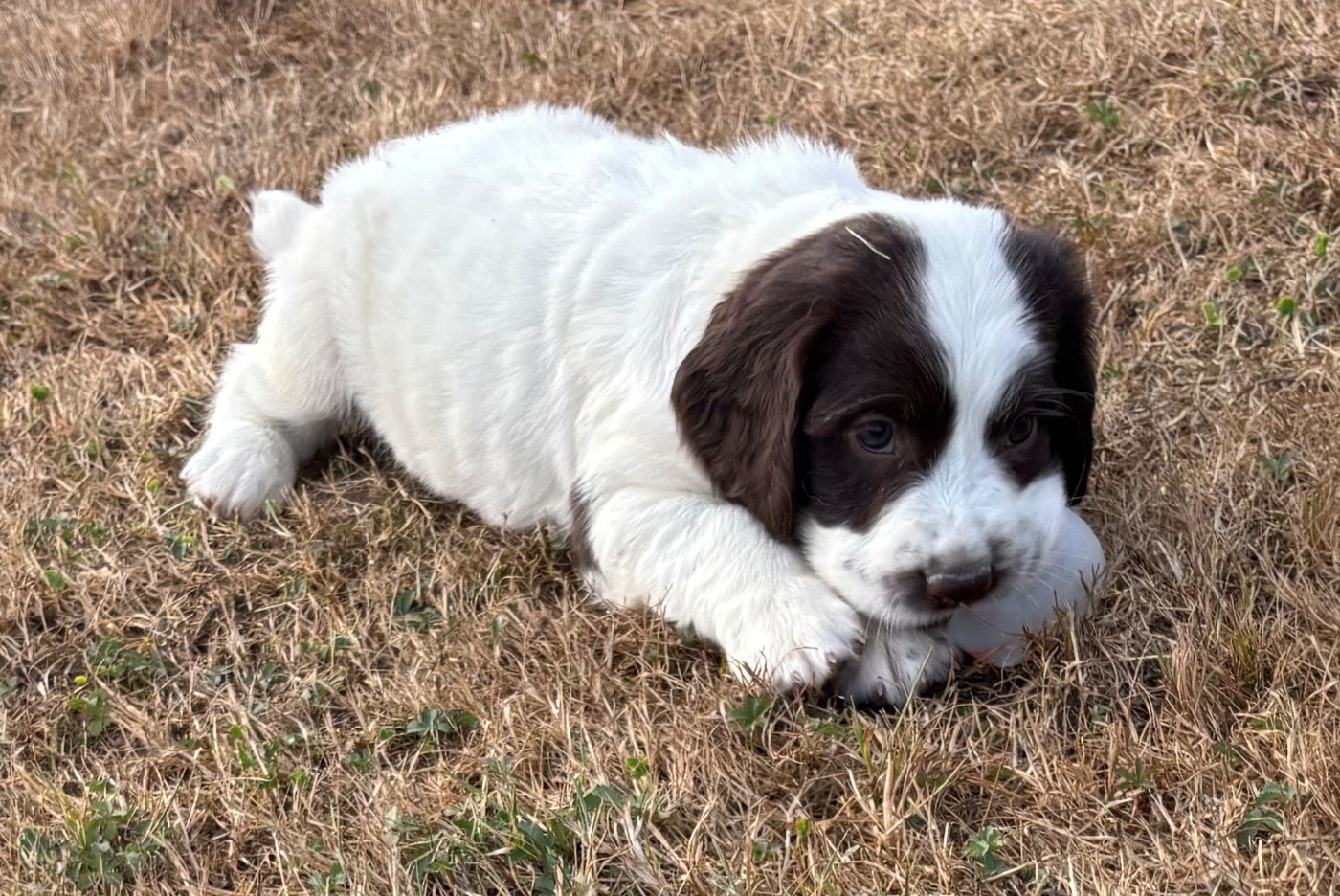 des Etangs de Dame Blanche - Chiots disponibles - English Springer Spaniel