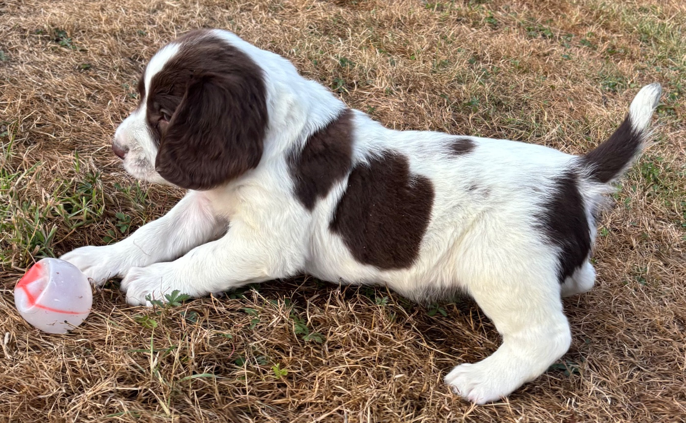 des Etangs de Dame Blanche - Chiots disponibles - English Springer Spaniel