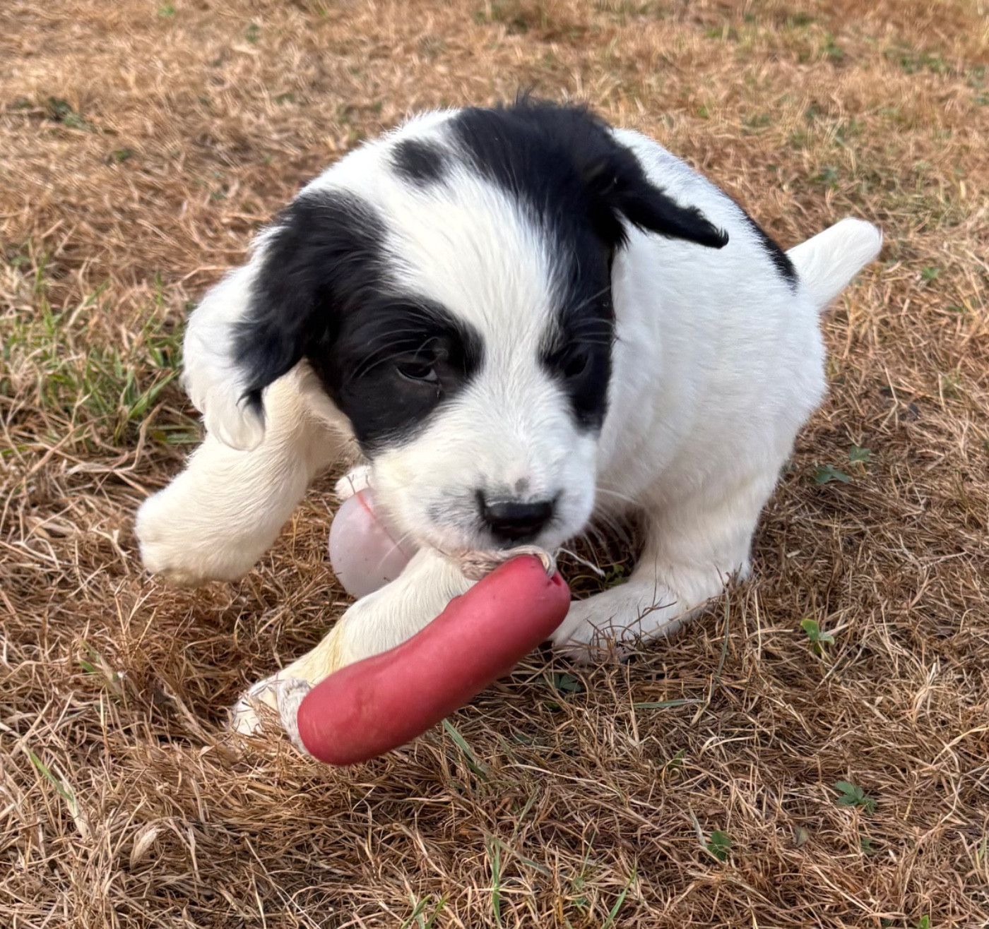 des Etangs de Dame Blanche - Chiots disponibles - English Springer Spaniel