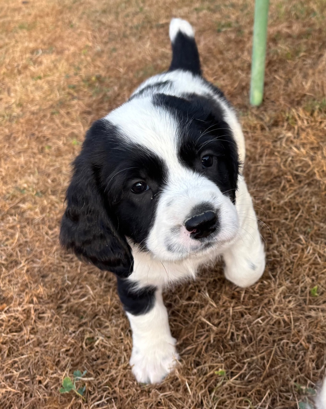 des Etangs de Dame Blanche - Chiots disponibles - English Springer Spaniel