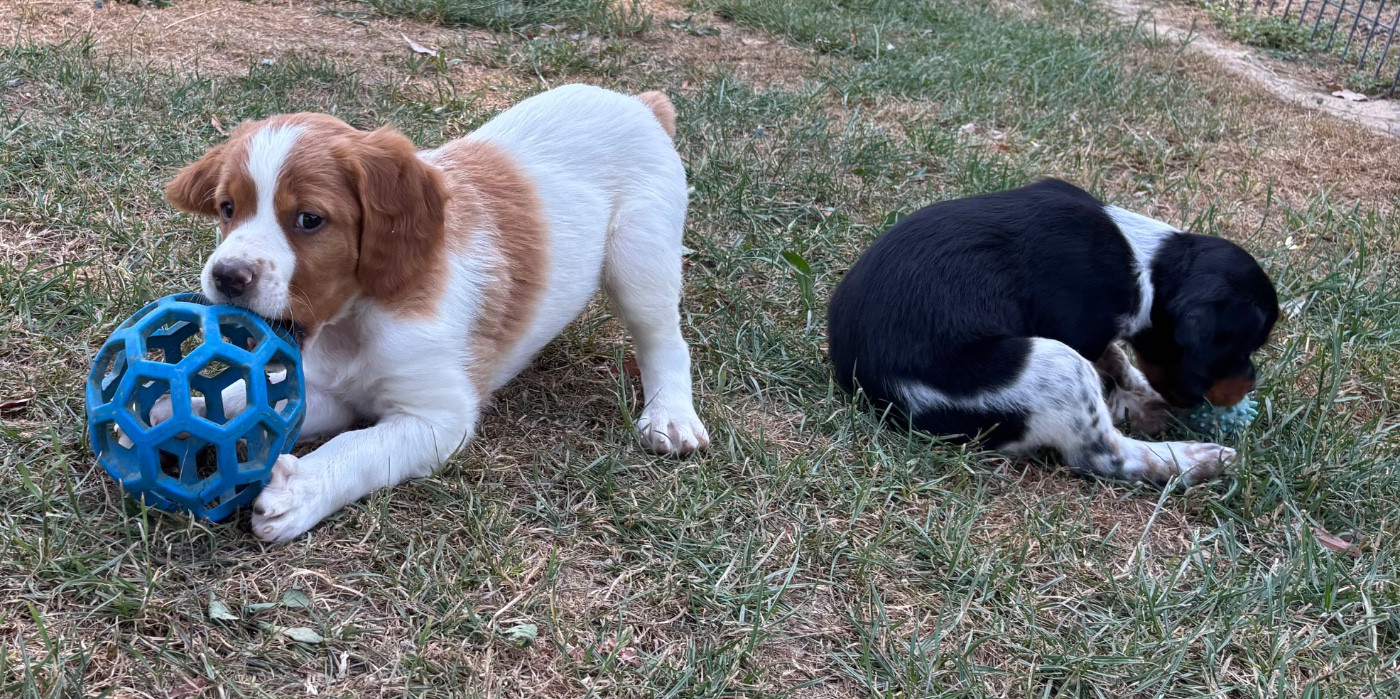 des Etangs de Dame Blanche - Chiots disponibles - Epagneul Breton