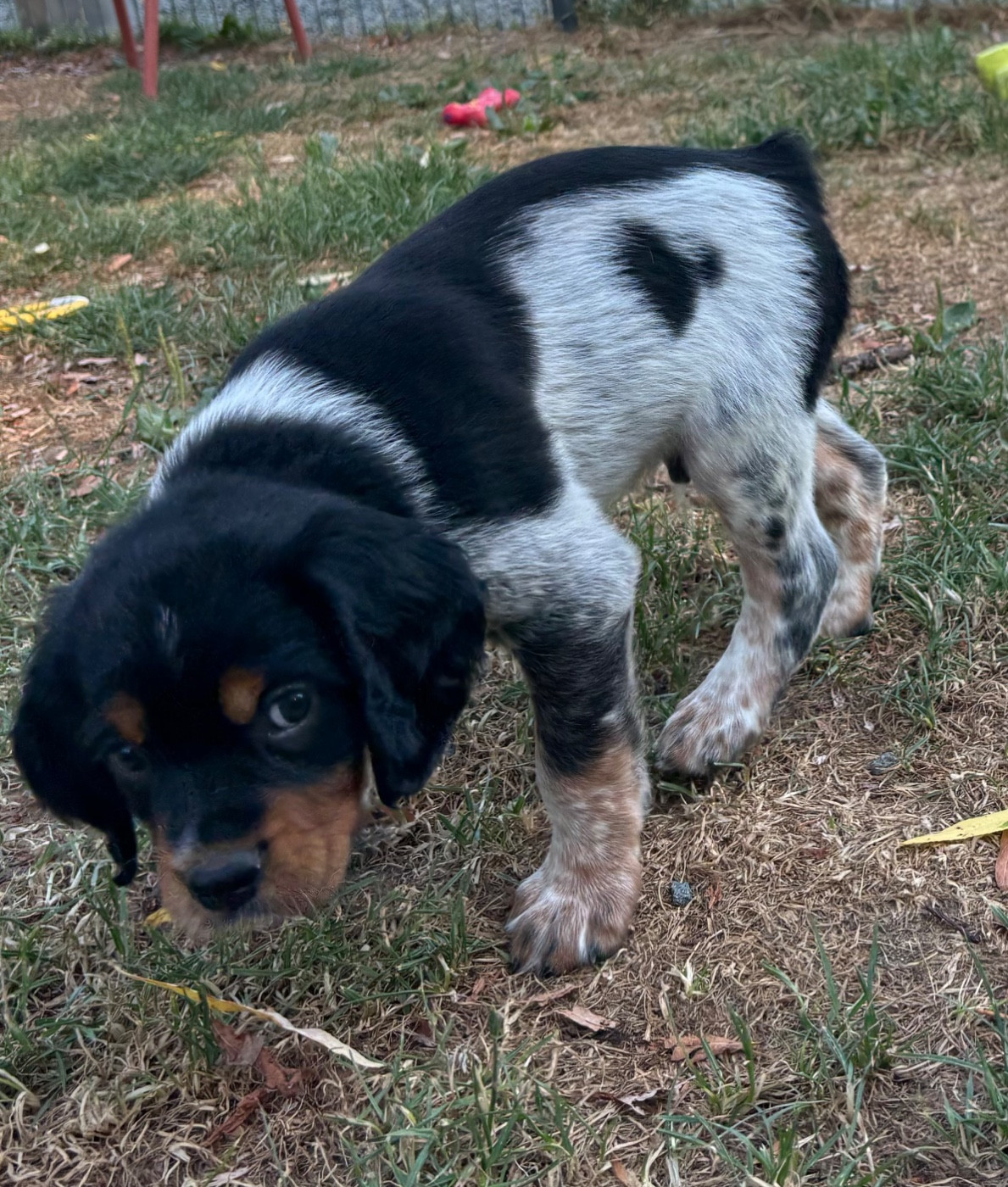 des Etangs de Dame Blanche - Chiots disponibles - Epagneul Breton