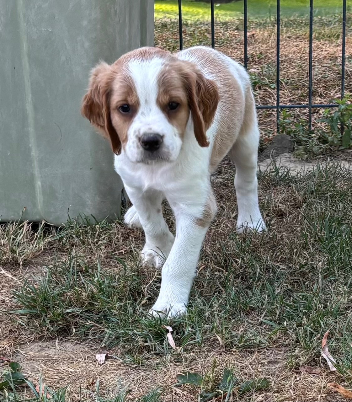 des Etangs de Dame Blanche - Chiots disponibles - Epagneul Breton