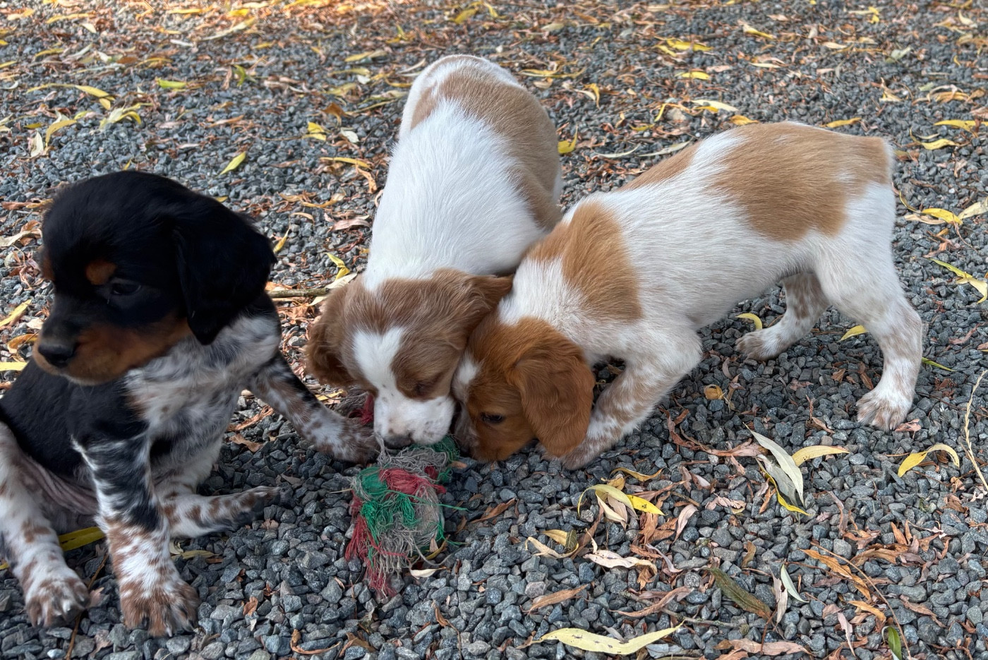 Chiot Epagneul Breton des Etangs de Dame Blanche
