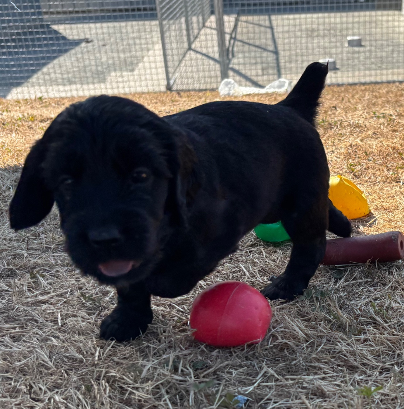 des Etangs de Dame Blanche - Chiots disponibles - Cocker Spaniel Anglais