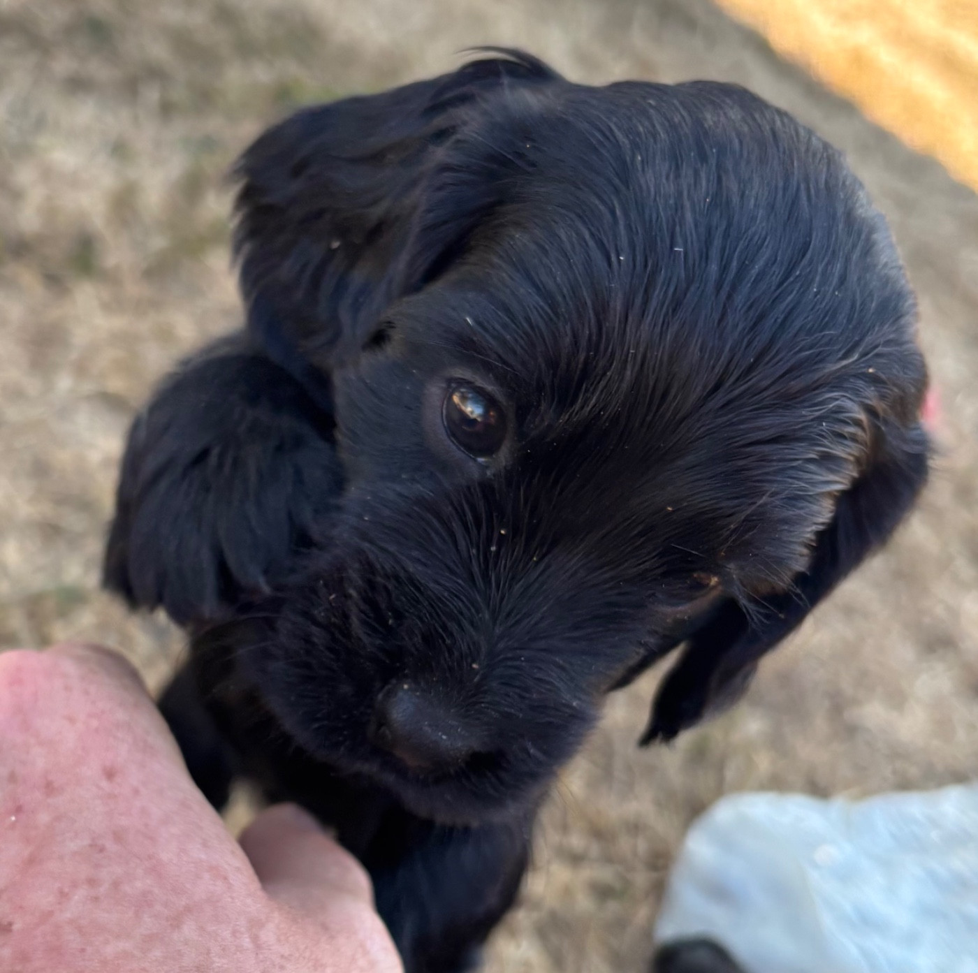 des Etangs de Dame Blanche - Chiots disponibles - Cocker Spaniel Anglais