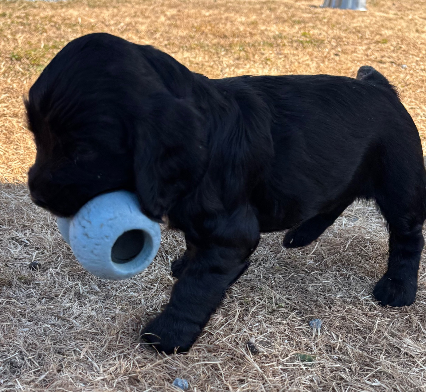 des Etangs de Dame Blanche - Chiots disponibles - Cocker Spaniel Anglais