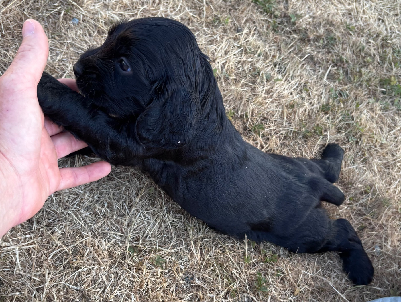 des Etangs de Dame Blanche - Chiots disponibles - Cocker Spaniel Anglais