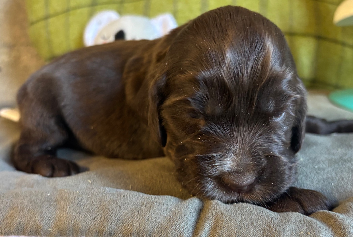 des Etangs de Dame Blanche - Chiots disponibles - Cocker Spaniel Anglais