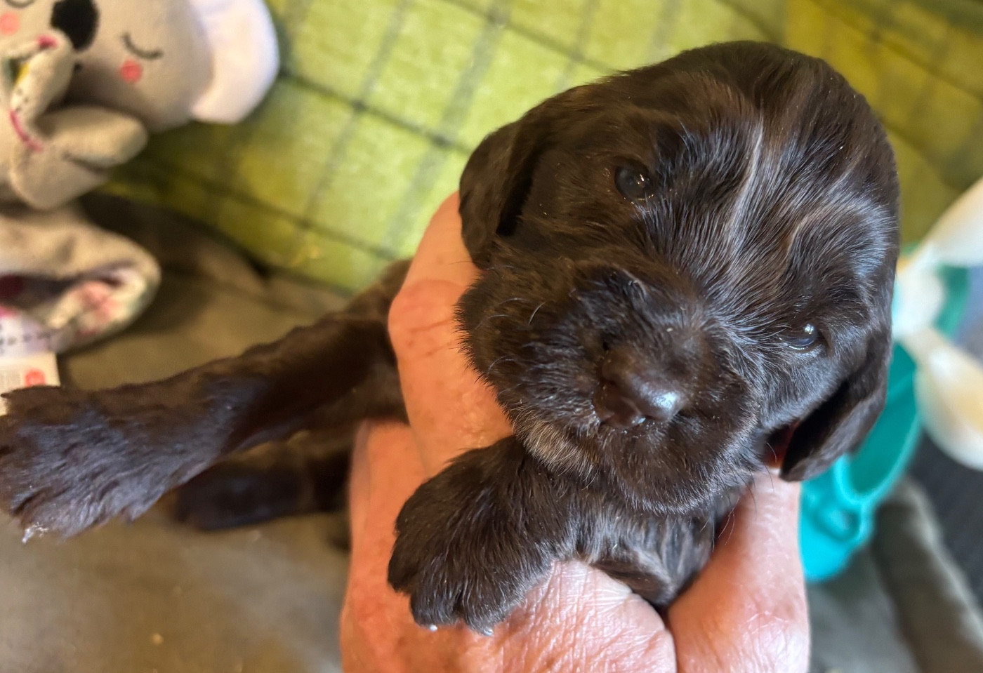 des Etangs de Dame Blanche - Chiots disponibles - Cocker Spaniel Anglais