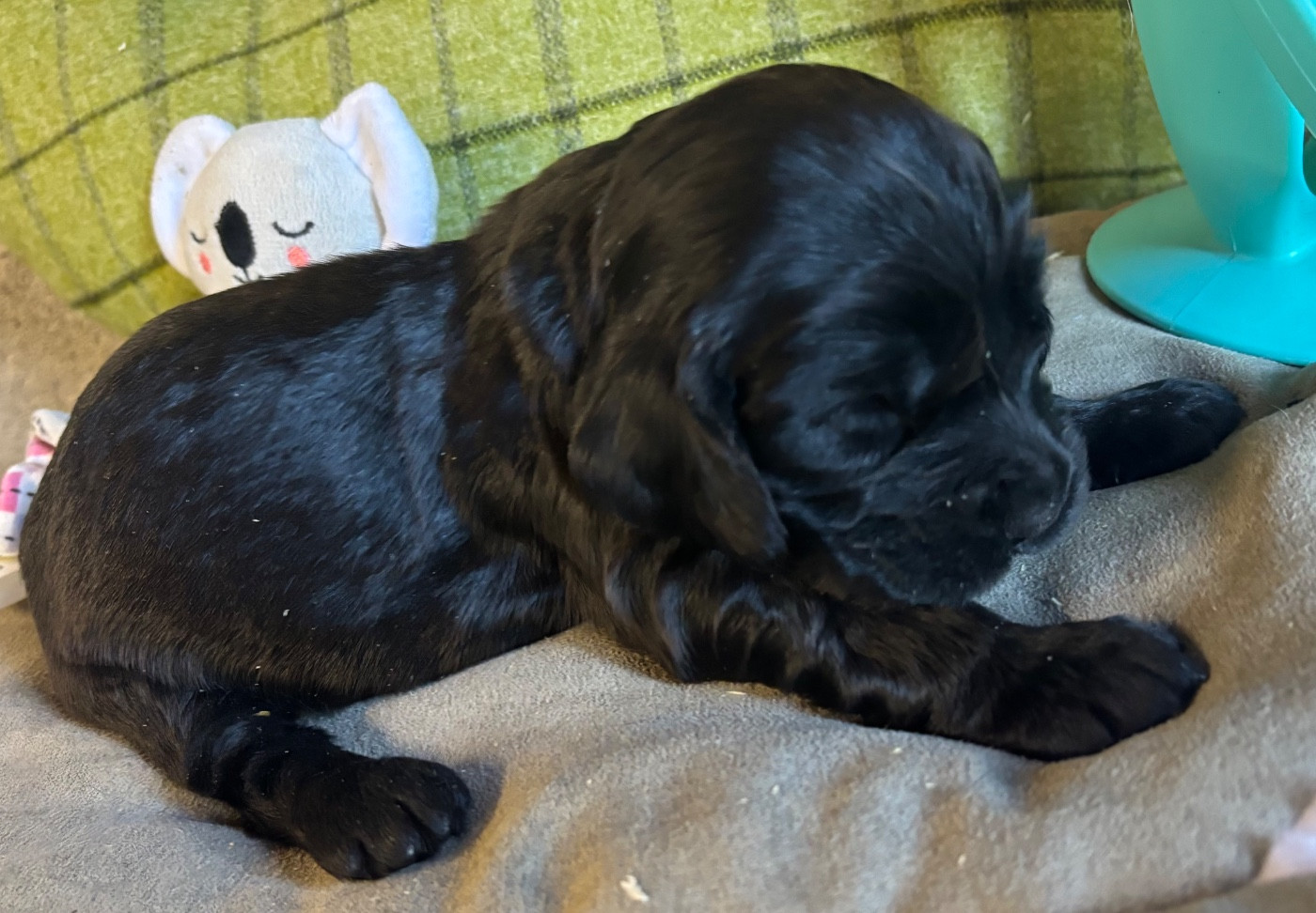 des Etangs de Dame Blanche - Chiots disponibles - Cocker Spaniel Anglais