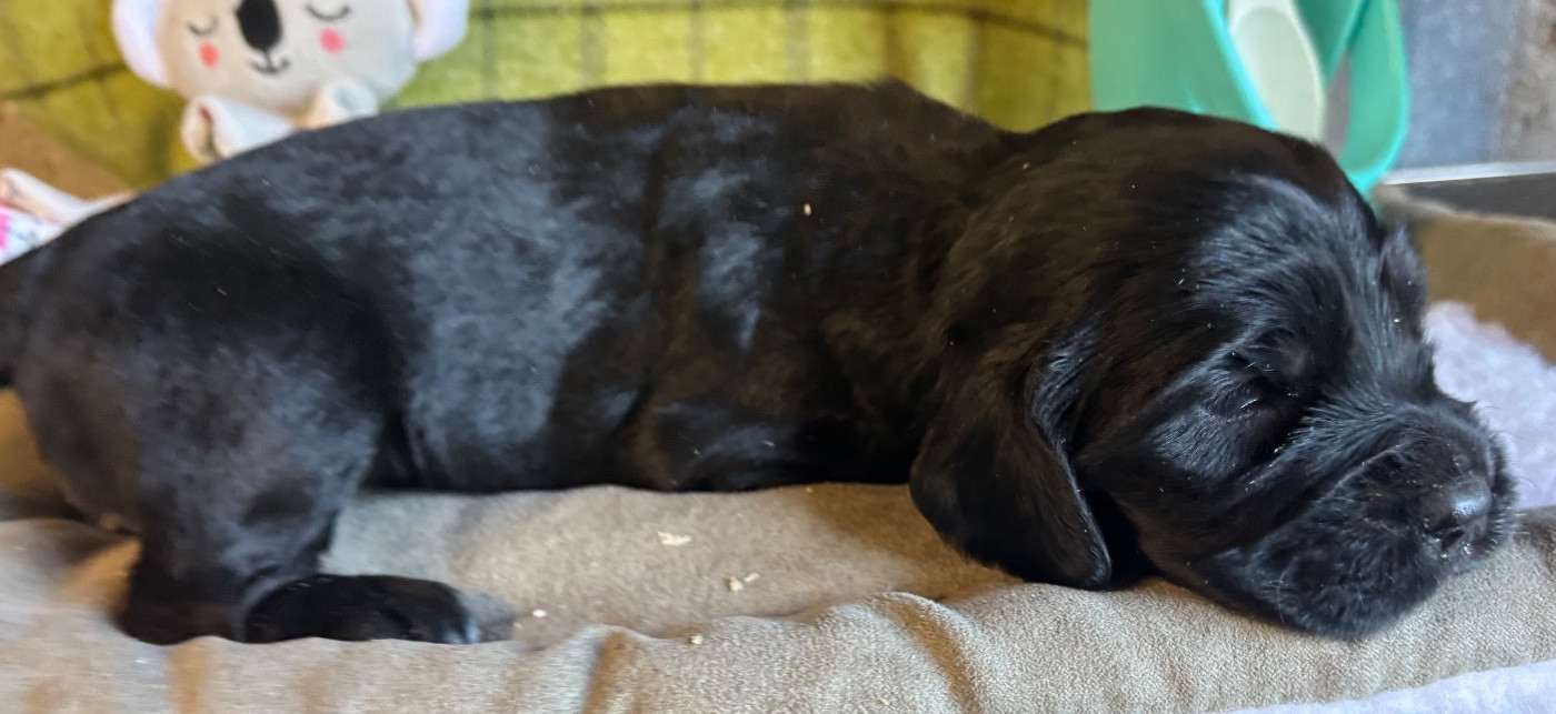 des Etangs de Dame Blanche - Chiots disponibles - Cocker Spaniel Anglais